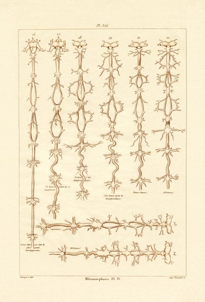 Metamorphosis by French School